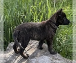 Small #2 Dutch Shepherd Dog
