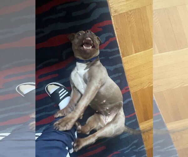 Medium Photo #21 Mutt Puppy For Sale in Philadelphia, PA, USA
