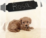 Small Photo #6 Cavapoo Puppy For Sale in NORTH VERNON, IN, USA
