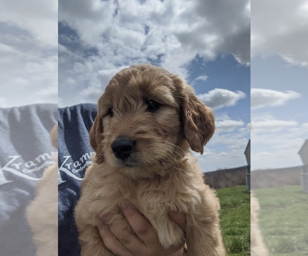 Medium Photo #2 Goldendoodle Puppy For Sale in KINGSTON, MO, USA