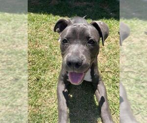 American Pit Bull Terrier Dogs for adoption in Camarillo, CA, USA