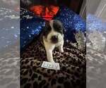 Puppy Lizzy Saint Bernard