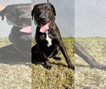 Small #1 Labrador Retriever Mix