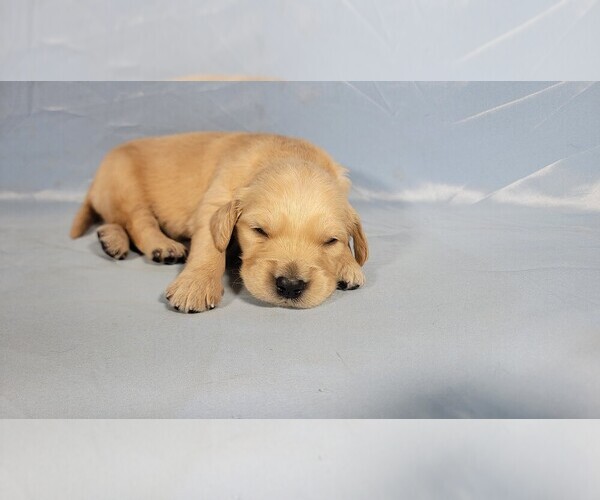 Medium Photo #4 Golden Retriever Puppy For Sale in BLACK FOREST, CO, USA