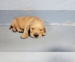Small Photo #10 Golden Retriever Puppy For Sale in BLACK FOREST, CO, USA