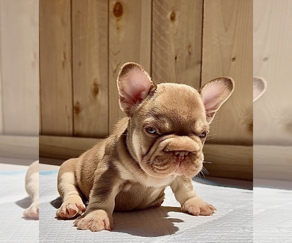 Medium Photo #3 French Bulldog Puppy For Sale in SACRAMENTO, CA, USA
