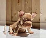 Small #2 French Bulldog
