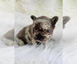 Small Photo #16 French Bulldog Puppy For Sale in PEMBROKE PINES, FL, USA