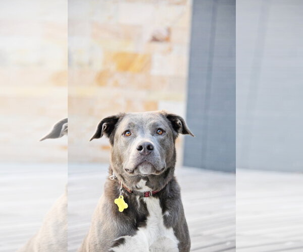 Medium Photo #15 Labrador Retriever-Unknown Mix Puppy For Sale in Sandy, UT, USA