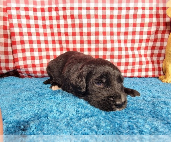 Medium Photo #45 Golden Mountain Dog Puppy For Sale in BLACK FOREST, CO, USA