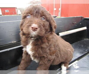 Aussiedoodle Puppy for sale in MISHAWAKA, IN, USA