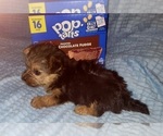 Small Photo #135 Yorkshire Terrier Puppy For Sale in AKRON, OH, USA