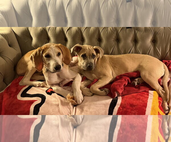Medium Photo #7 American Foxhound Puppy For Sale in Holly Springs, NC, USA
