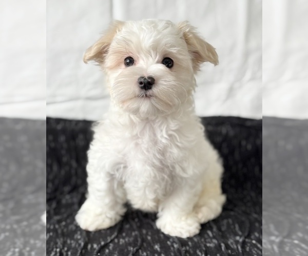 Medium Photo #8 Maltese Puppy For Sale in ROCK STREAM, NY, USA