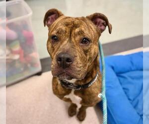 Mutt Dogs for adoption in Santa Rosa, CA, USA