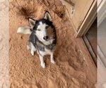 Small Photo #24 Siberian Husky Puppy For Sale in Kanab, UT, USA