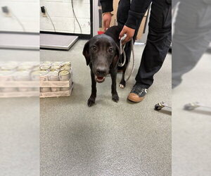 Doberman Pinscher-Labrador Retriever Mix Dogs for adoption in Rowlett, TX, USA