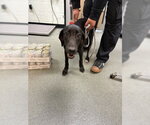 Small Doberman Pinscher-Labrador Retriever Mix