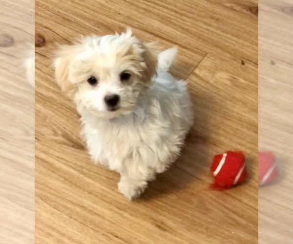 Medium Photo #2 Maltese Puppy For Sale in WOODSTOCK, CT, USA