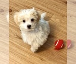Small Photo #2 Maltese Puppy For Sale in WOODSTOCK, CT, USA
