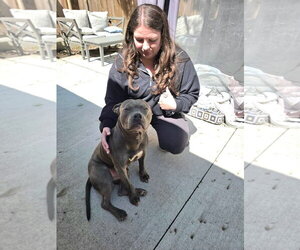 Staffordshire Bull Terrier-Unknown Mix Dogs for adoption in Belleville, MI, USA