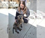 Small Staffordshire Bull Terrier Mix