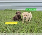 Small #3 Labrador Retriever