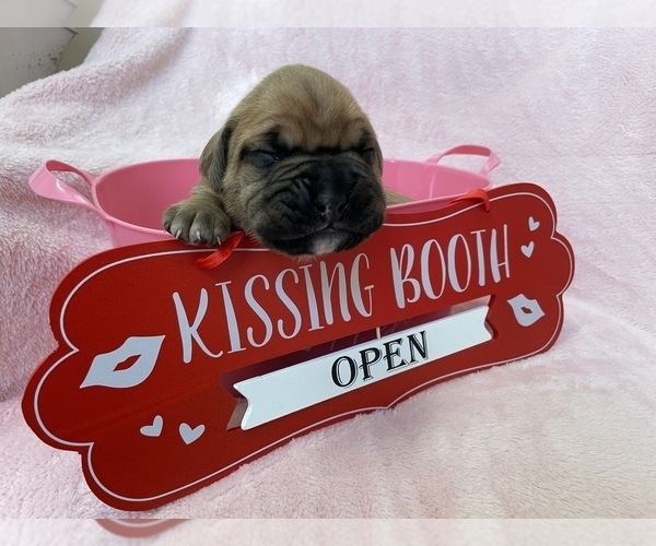 Medium Photo #4 Boxer Puppy For Sale in CULPEPER, VA, USA