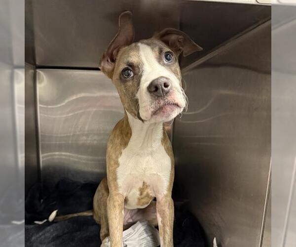 Medium Photo #3 American Staffordshire Terrier-Unknown Mix Puppy For Sale in San Antonio, TX, USA