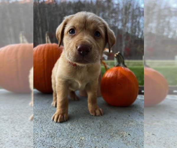 Medium Photo #9 Labrador Retriever Puppy For Sale in NEOLA, WV, USA