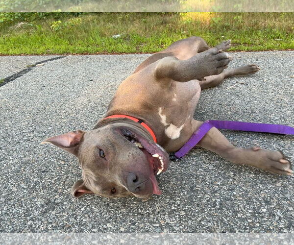 Medium Photo #6 American Pit Bull Terrier Puppy For Sale in Hillsboro, NH, USA