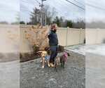 Small Photo #39 Labrador Retriever-Unknown Mix Puppy For Sale in Sebec, ME, USA