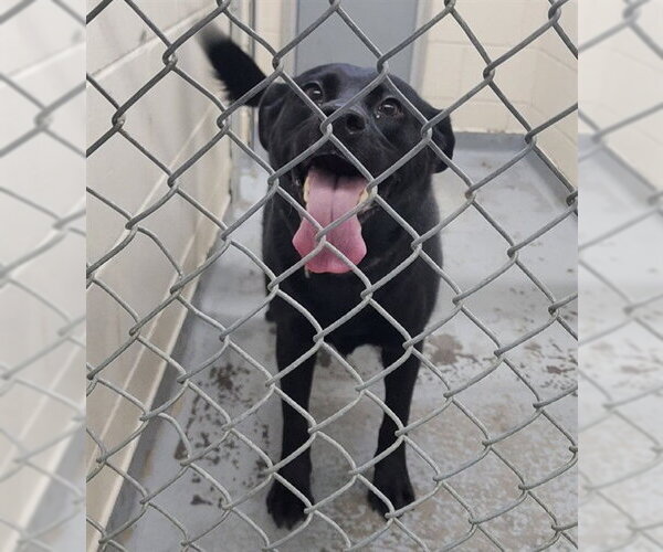 Medium Photo #1 Labrador Retriever-Unknown Mix Puppy For Sale in Anchorage, AK, USA