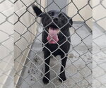 Small Labrador Retriever Mix