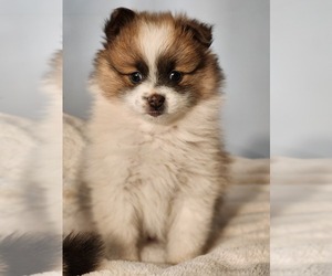 Pomeranian Puppy for sale in MILTON, VT, USA
