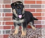 Small #4 German Shepherd Dog