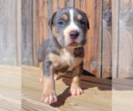 Small Photo #4 American Bully Puppy For Sale in PHOENIX, AZ, USA