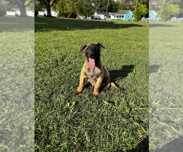 Medium Photo #4 Belgian Malinois Puppy For Sale in GREENVILLE, NC, USA