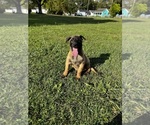 Small Photo #4 Belgian Malinois Puppy For Sale in GREENVILLE, NC, USA