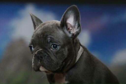 Medium Photo #2 French Bulldog Puppy For Sale in GRANADA HILLS, CA, USA