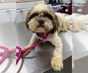 Shih Tzu Dogs for adoption in Forestville, MD, USA