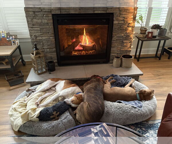 Medium Photo #7 Mutt Puppy For Sale in Spotsylvania, VA, USA