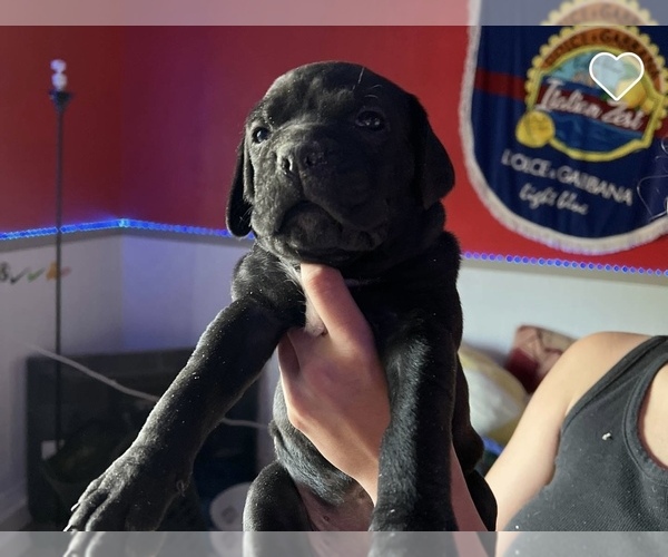 Medium Photo #1 Cane Corso Puppy For Sale in CORNING, CA, USA