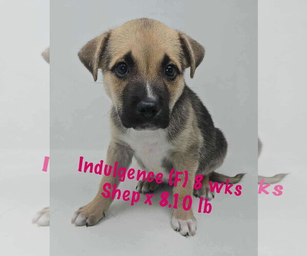 Medium Photo #3 Mutt Puppy For Sale in pomfret, CT, USA