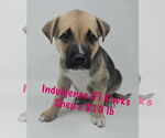 Small #2 Mutt