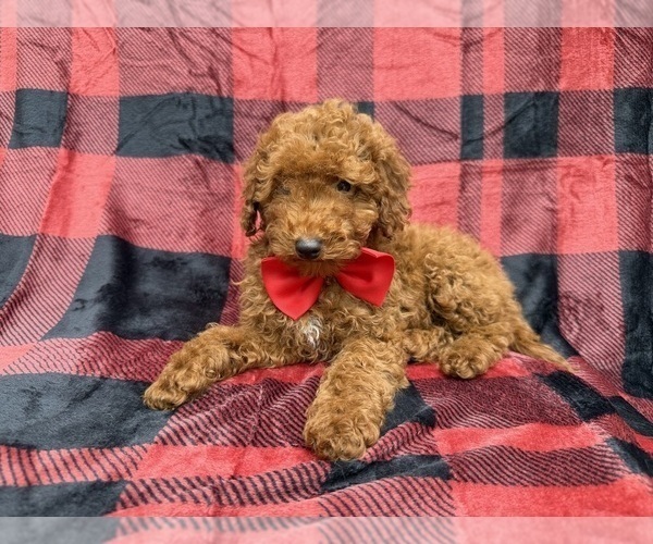 Medium Photo #4 Poodle (Miniature) Puppy For Sale in LAKELAND, FL, USA