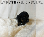 Puppy Purple Girl Aussiedoodle Miniature