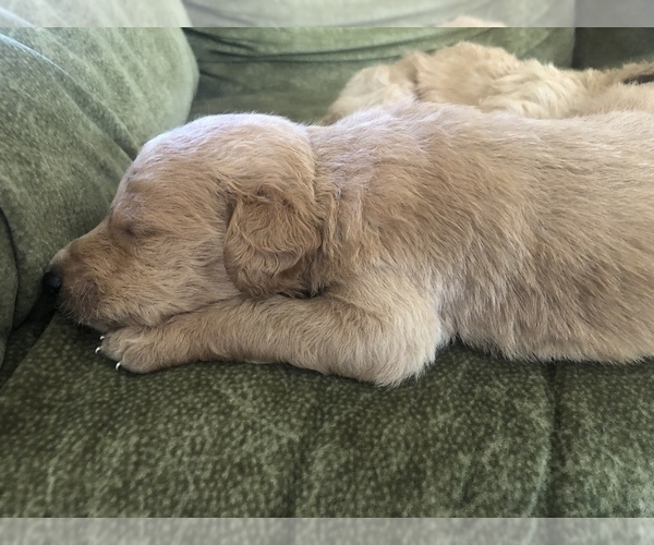 Medium Photo #11 Labradoodle Puppy For Sale in MURRAYVILLE, GA, USA