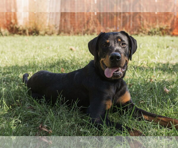 Medium Photo #3 Rottweiler Puppy For Sale in Mooresville, NC, USA