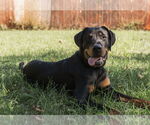 Small #2 Rottweiler
